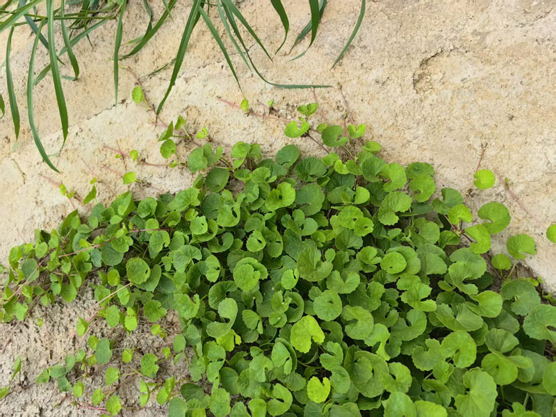 Green Extraction Technology